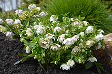 Hellebore Cinderella